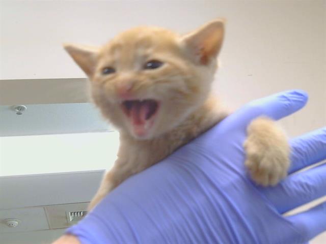 Shelter Stray Female Cat last seen TRENT CT/EMERALD DR, 95632, 3839 Bradshaw Rd, Sacramento, CA 95827, USA