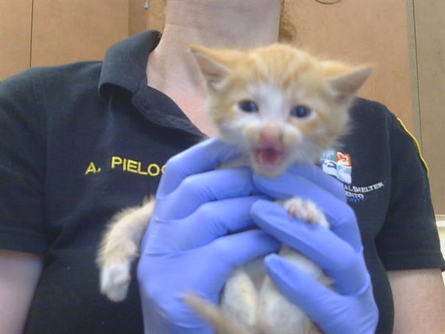 Shelter Stray Male Cat last seen TRENT CT/EMERALD DR, 95632, 3839 Bradshaw Rd, Sacramento, CA 95827, USA