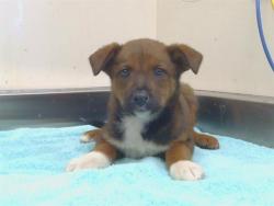 Shelter Stray Female Dog last seen 4TH ST/ASACOT AVE, 95673, 3839 Bradshaw Rd, Sacramento, CA 95827, USA