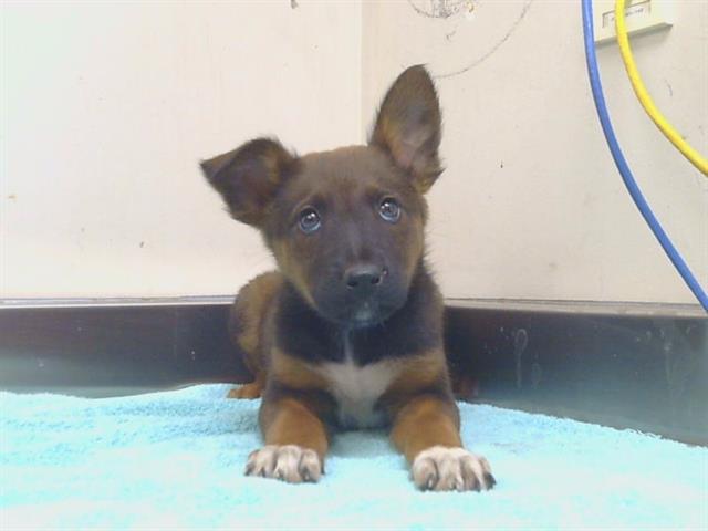 Shelter Stray Female Dog last seen 4TH ST/ASACOT AVE, 95673, 3839 Bradshaw Rd, Sacramento, CA 95827, USA
