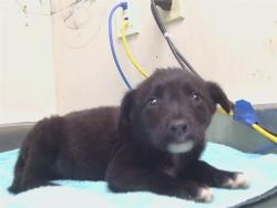 Shelter Stray Female Dog last seen 4TH ST/ASACOT AVE, 95673, 3839 Bradshaw Rd, Sacramento, CA 95827, USA