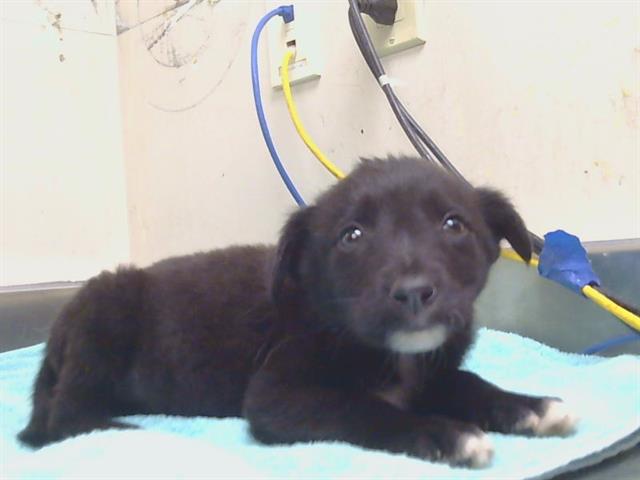 Shelter Stray Female Dog last seen 4TH ST/ASACOT AVE, 95673, 3839 Bradshaw Rd, Sacramento, CA 95827, USA