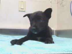Shelter Stray Male Dog last seen 4TH ST/ASACOT AVE, 95673, 3839 Bradshaw Rd, Sacramento, CA 95827, USA