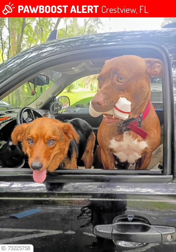 Lost Female Dog last seen Walmart supercenter Crestview ,, Crestview, FL 32536