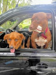 Lost Female Dog last seen Walmart supercenter Crestview ,, Crestview, FL 32536