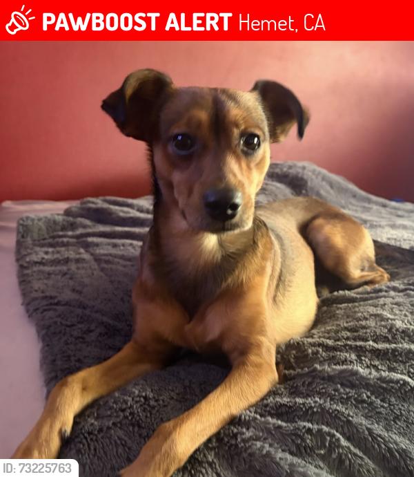 Lost Male Dog last seen Soboba street, Hemet, Hemet, CA 92544