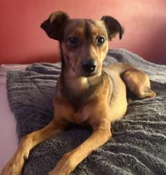 Lost Male Dog last seen Soboba street, Hemet, Hemet, CA 92544