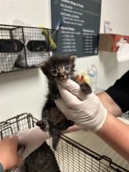 Shelter Stray Female Cat last seen Near BLOCK WOODROW AVE, BAKERSFIELD CA 93308, 3951 Fruitvale Ave, Bakersfield, CA 93308, USA