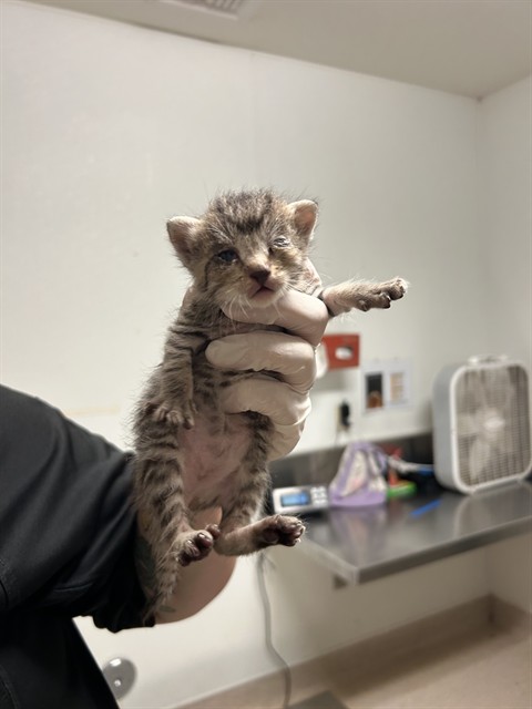 Shelter Stray Female Cat last seen Near BLOCK WOODROW AVE, BAKERSFIELD CA 93308, 3951 Fruitvale Ave, Bakersfield, CA 93308, USA