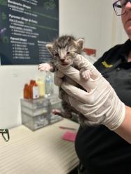 Shelter Stray Female Cat last seen Near BLOCK WOODROW AVE, BAKERSFIELD CA 93308, 3951 Fruitvale Ave, Bakersfield, CA 93308, USA