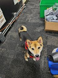 Reunited Unknown Dog last seen At cvs, St. Petersburg, FL 33702