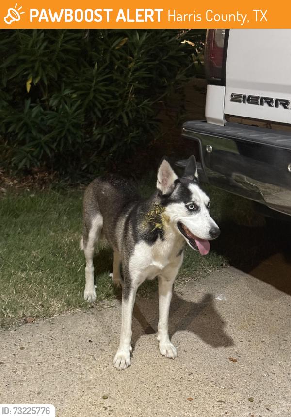 Found/Stray Unknown Dog last seen Gears Rd & TC Jester, Harris County, TX 77067