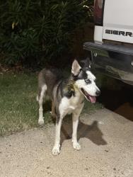 Found/Stray Unknown Dog last seen Gears Rd & TC Jester, Harris County, TX 77067
