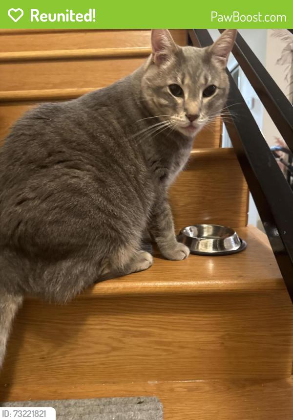 Reunited Male Cat last seen Ascot Drive, Moraga, CA 94556