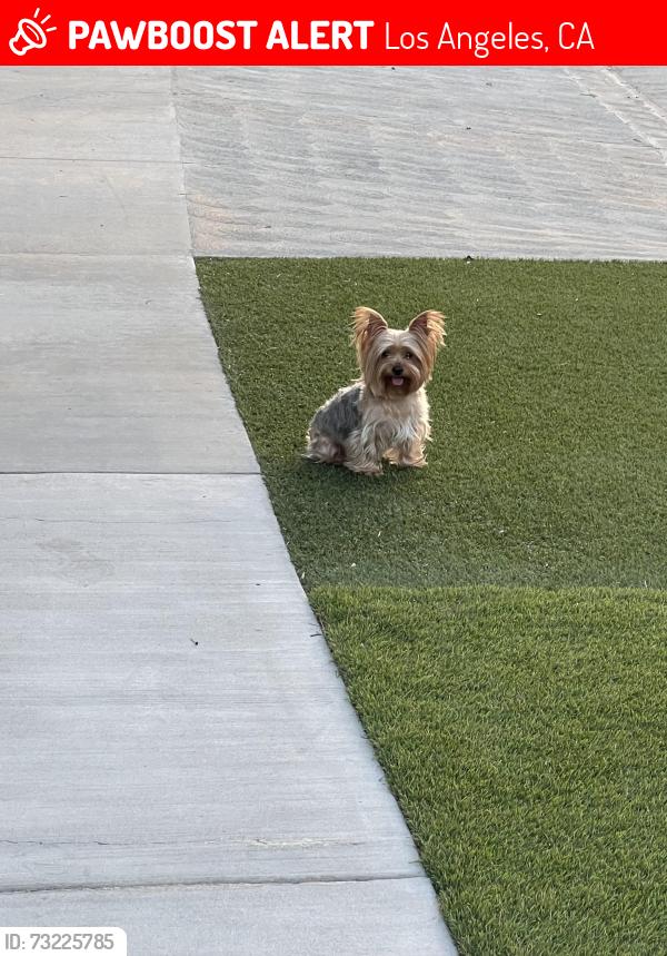 Lost Female Dog last seen Reseda blvd and Sherman way, Los Angeles, CA 91335