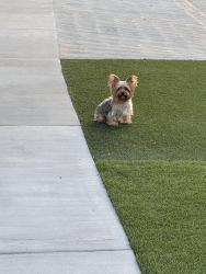 Lost Female Dog last seen Reseda blvd and Sherman way, Los Angeles, CA 91335