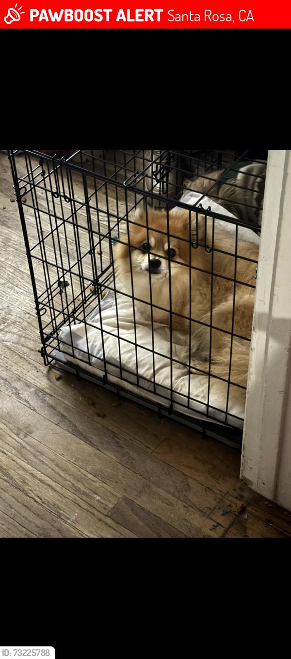 Lost Male Dog last seen Corby Ave by 7 eleven., Santa Rosa, CA 95407