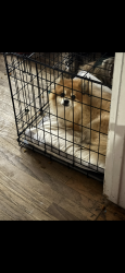 Lost Male Dog last seen Corby Ave by 7 eleven., Santa Rosa, CA 95407