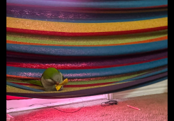 Lost Unknown Bird last seen Por park place at Loyola, Austin, TX 78724