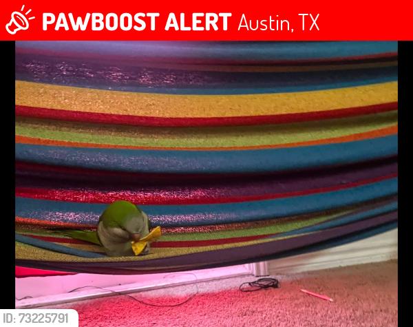 Lost Unknown Bird last seen Por park place at Loyola, Austin, TX 78724