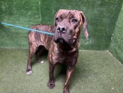 Shelter Stray Male Dog last seen , 5210 W Ave I, Lancaster, CA 93536, USA