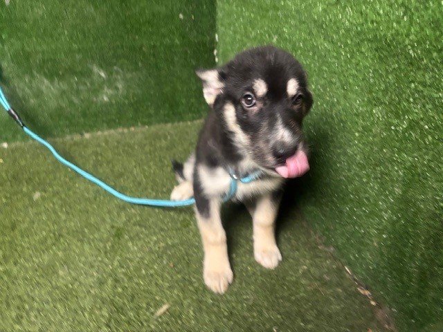 Shelter Stray Male Dog last seen , 5210 W Ave I, Lancaster, CA 93536, USA