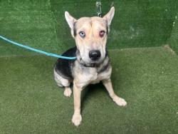 Shelter Stray Female Dog last seen , 5210 W Ave I, Lancaster, CA 93536, USA