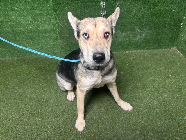 Shelter Stray Female Dog last seen , 5210 W Ave I, Lancaster, CA 93536, USA
