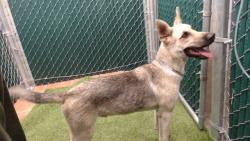 Shelter Stray Male Dog last seen , 11258 Garfield Ave, Downey, CA 90242, USA