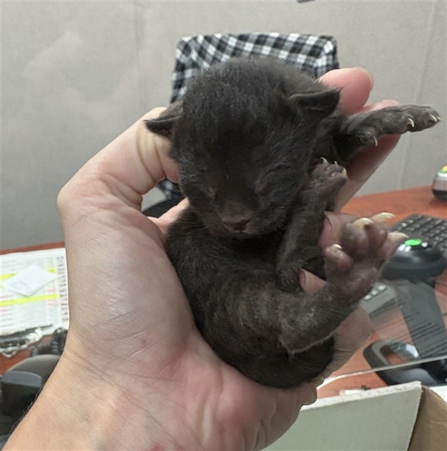 Shelter Stray Male Cat last seen HARDT AND GOULD ST, 333 Chandler Pl, San Bernardino, CA 92408, USA
