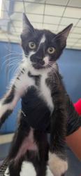 Shelter Stray Female Cat last seen IVY ST & VISTA WAY, COLTON, CA, 92324, USA, 333 Chandler Pl, San Bernardino, CA 92408, USA