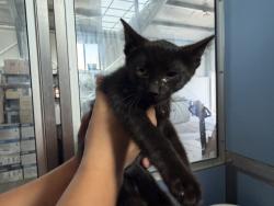 Shelter Stray Female Cat last seen IVY ST & VISTA WAY, COLTON, CA, 92324, USA, 333 Chandler Pl, San Bernardino, CA 92408, USA