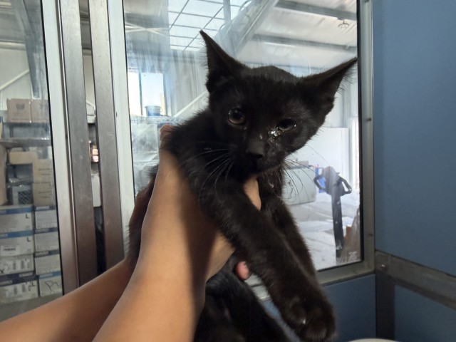 Shelter Stray Female Cat last seen IVY ST & VISTA WAY, COLTON, CA, 92324, USA, 333 Chandler Pl, San Bernardino, CA 92408, USA