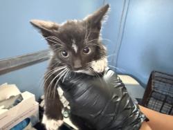 Shelter Stray Male Cat last seen IVY ST & VISTA WAY, COLTON, CA, 92324, USA, 333 Chandler Pl, San Bernardino, CA 92408, USA