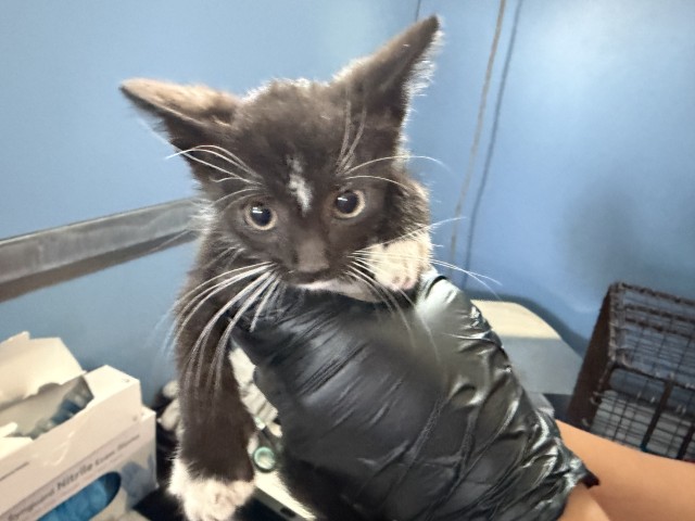 Shelter Stray Male Cat last seen IVY ST & VISTA WAY, COLTON, CA, 92324, USA, 333 Chandler Pl, San Bernardino, CA 92408, USA