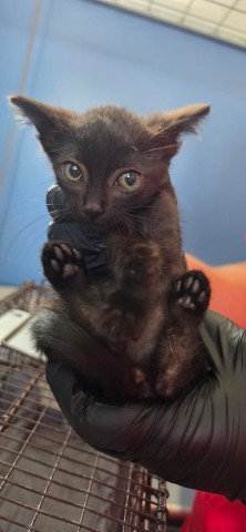 Shelter Stray Female Cat last seen IVY ST & VISTA WAY, COLTON, CA, 92324, USA, 333 Chandler Pl, San Bernardino, CA 92408, USA
