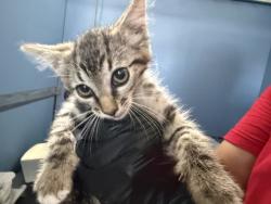 Shelter Stray Male Cat last seen IVY ST & VISTA WAY, COLTON, CA, 92324, USA, 333 Chandler Pl, San Bernardino, CA 92408, USA