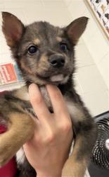 Shelter Stray Female Dog last seen BARTON/MT VERNON, 333 Chandler Pl, San Bernardino, CA 92408, USA
