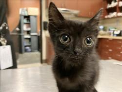 Shelter Stray Male Cat last seen COUNTY HOME RD, 1601 Eubanks Rd, Chapel Hill, NC 27516, USA