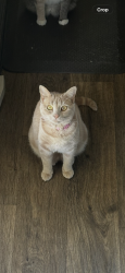 Lost Female Cat last seen Lake O’Neil rv park, Camp Pendleton North, CA 92058