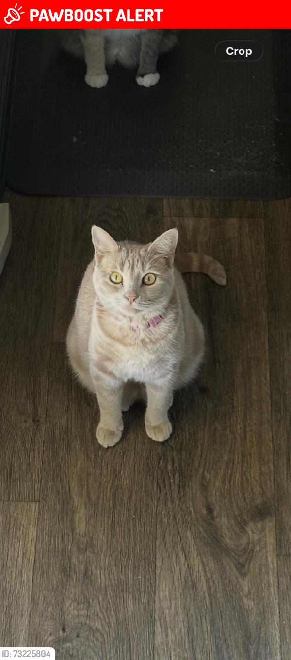 Lost Female Cat last seen Lake O’Neil rv park, Camp Pendleton North, CA 92058