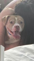 Lost Female Dog last seen UAW Hall on Jackman, Toledo, OH 43613