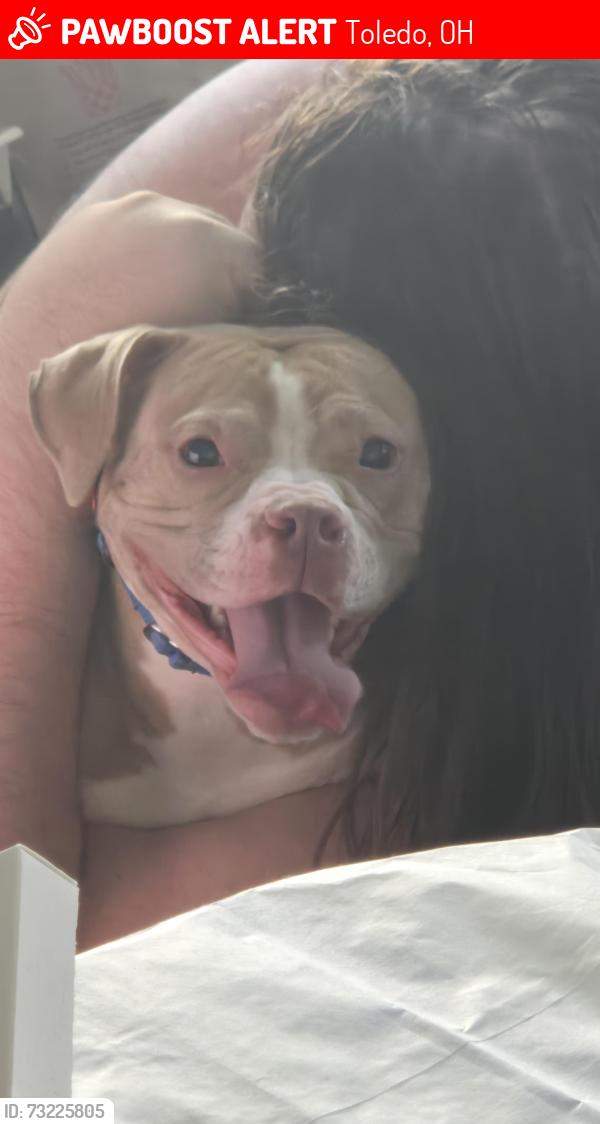 Lost Female Dog last seen UAW Hall on Jackman, Toledo, OH 43613