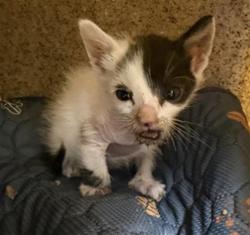 Shelter Stray Female Cat last seen ROANOKE AVE & BELDEN ST, 2127 Front St, Sacramento, CA 95818, USA