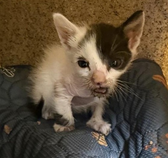 Shelter Stray Female Cat last seen ROANOKE AVE & BELDEN ST, 2127 Front St, Sacramento, CA 95818, USA