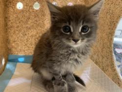 Shelter Stray Female Cat last seen SAINTSBURY DR & DUCKHORN DR, 2127 Front St, Sacramento, CA 95818, USA
