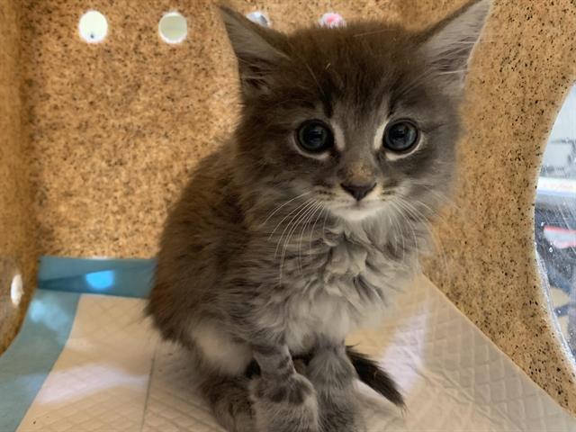 Shelter Stray Female Cat last seen SAINTSBURY DR & DUCKHORN DR, 2127 Front St, Sacramento, CA 95818, USA