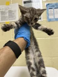 Shelter Stray Male Cat last seen FRONT ST & U ST, 2127 Front St, Sacramento, CA 95818, USA
