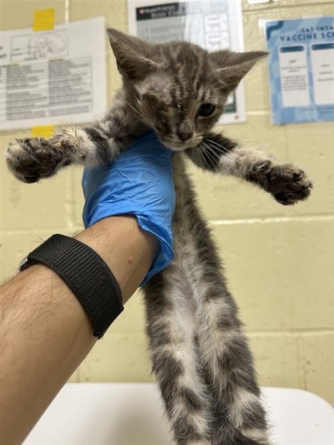 Shelter Stray Male Cat last seen FRONT ST & U ST, 2127 Front St, Sacramento, CA 95818, USA