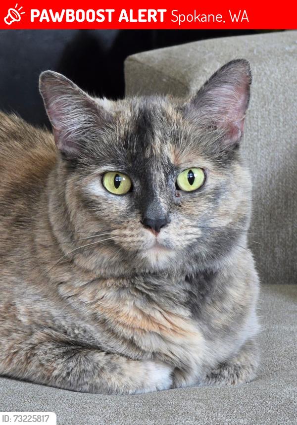 Lost Female Cat last seen Crestlinr, Spokane, WA 99208